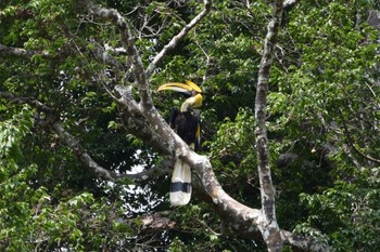 Great Hornbill Khao Yai National Park Mon, 5/1/2017