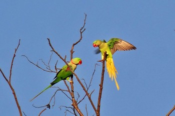 オオホンセイインコ ネパール 2023年11月24日(金)