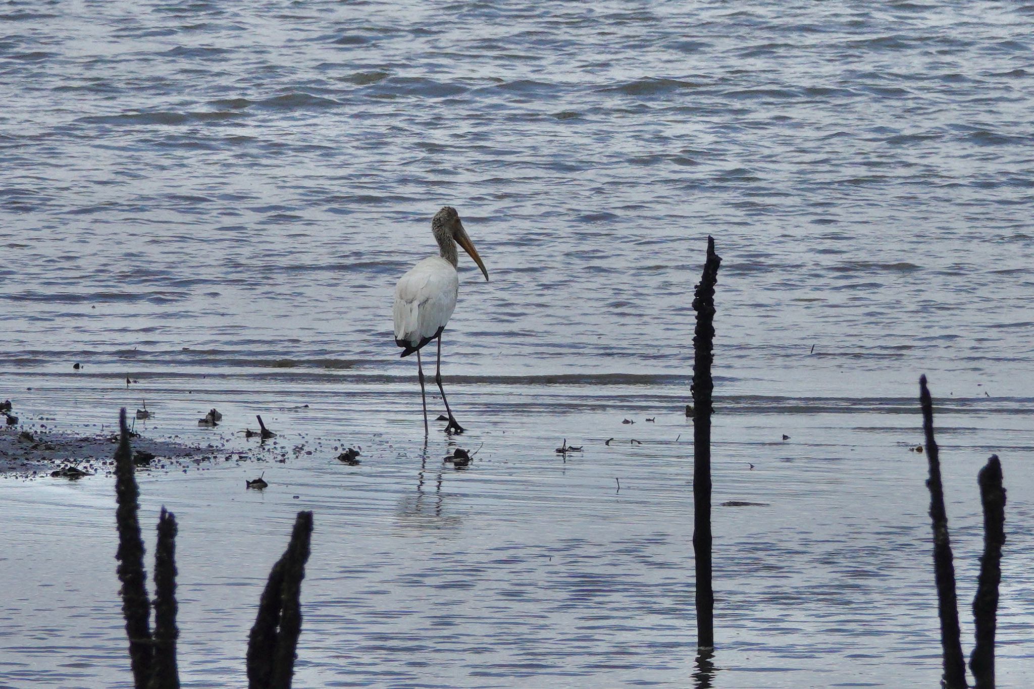 Milky Stork