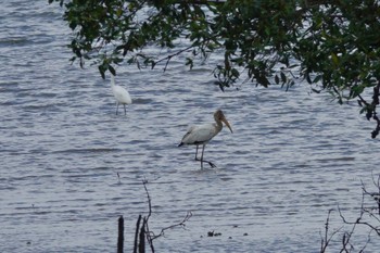 Milky Stork Sungei Buloh Wetland Reserve Thu, 3/16/2023