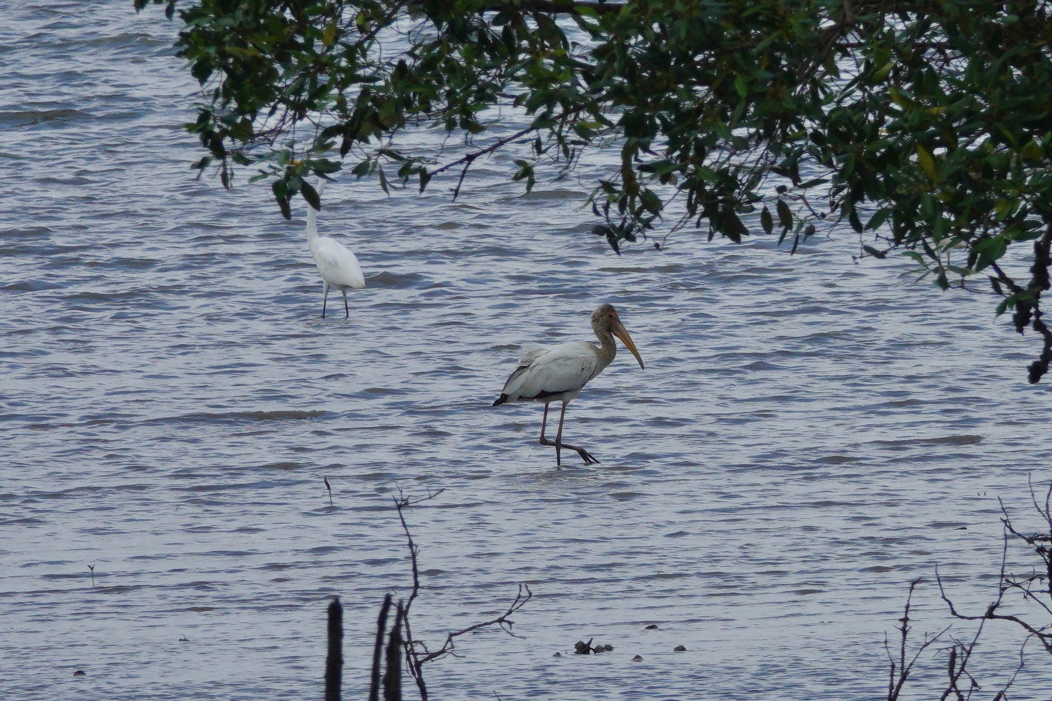 Milky Stork