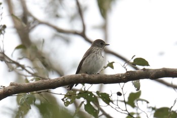 Sat, 10/13/2018 Birding report at Mie-ken Ueno Forest Park