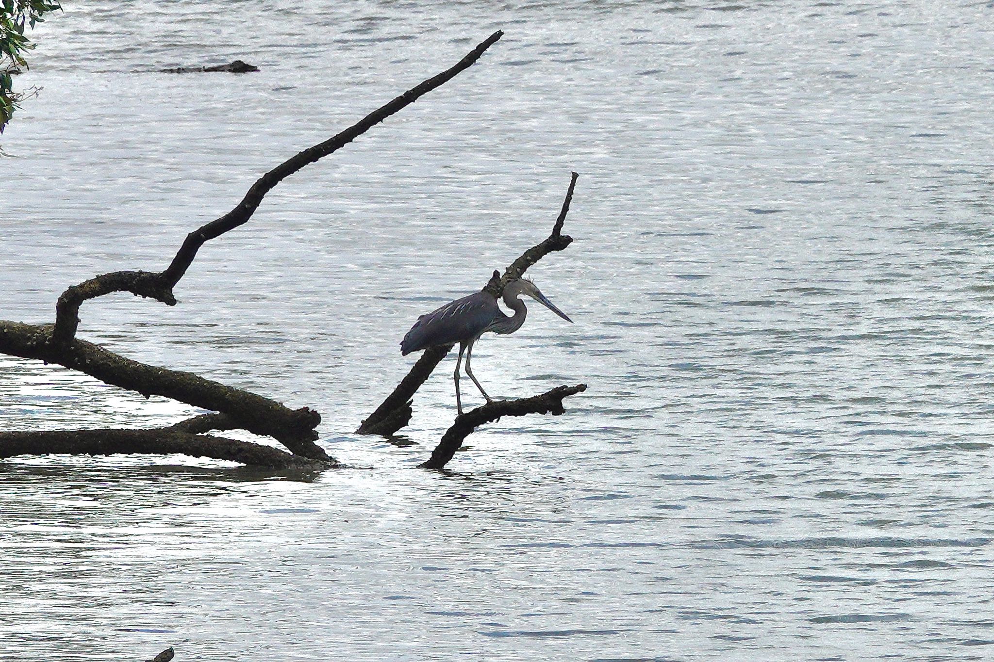 Great-billed Heron