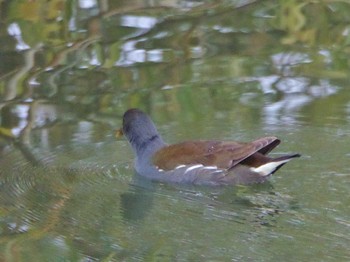 Common Moorhen 淀川河川公園 Sun, 12/3/2023