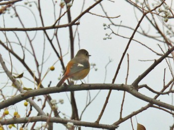 Daurian Redstart 淀川河川公園 Sun, 12/3/2023