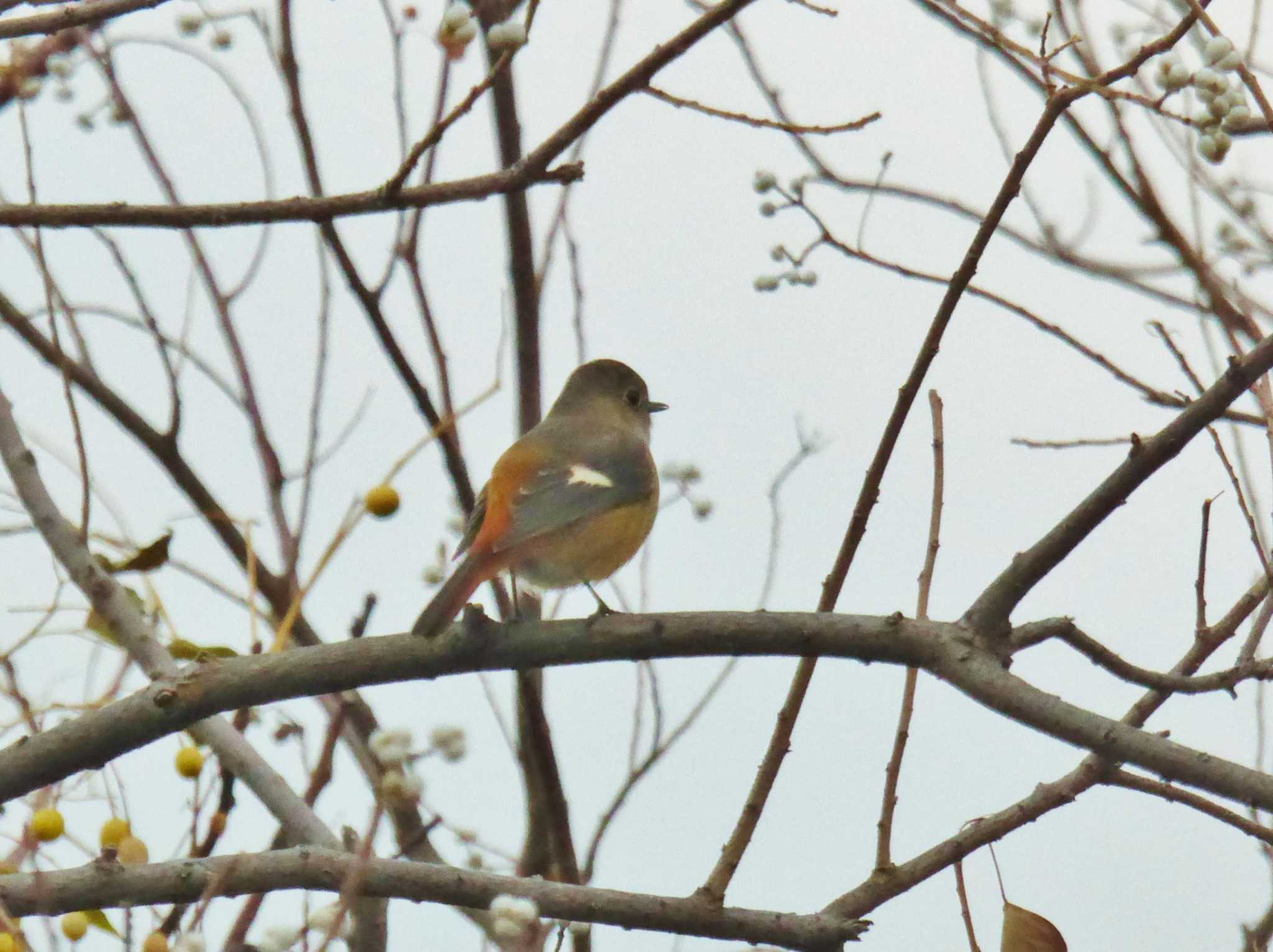 Photo of Daurian Redstart at 淀川河川公園 by Toshihiro Yamaguchi