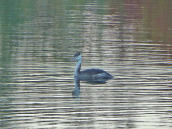 Great Crested Grebe 淀川河川公園 Sun, 12/3/2023