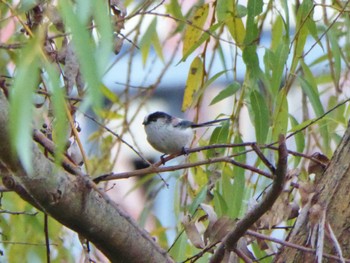 Long-tailed Tit 淀川河川公園 Sun, 12/3/2023