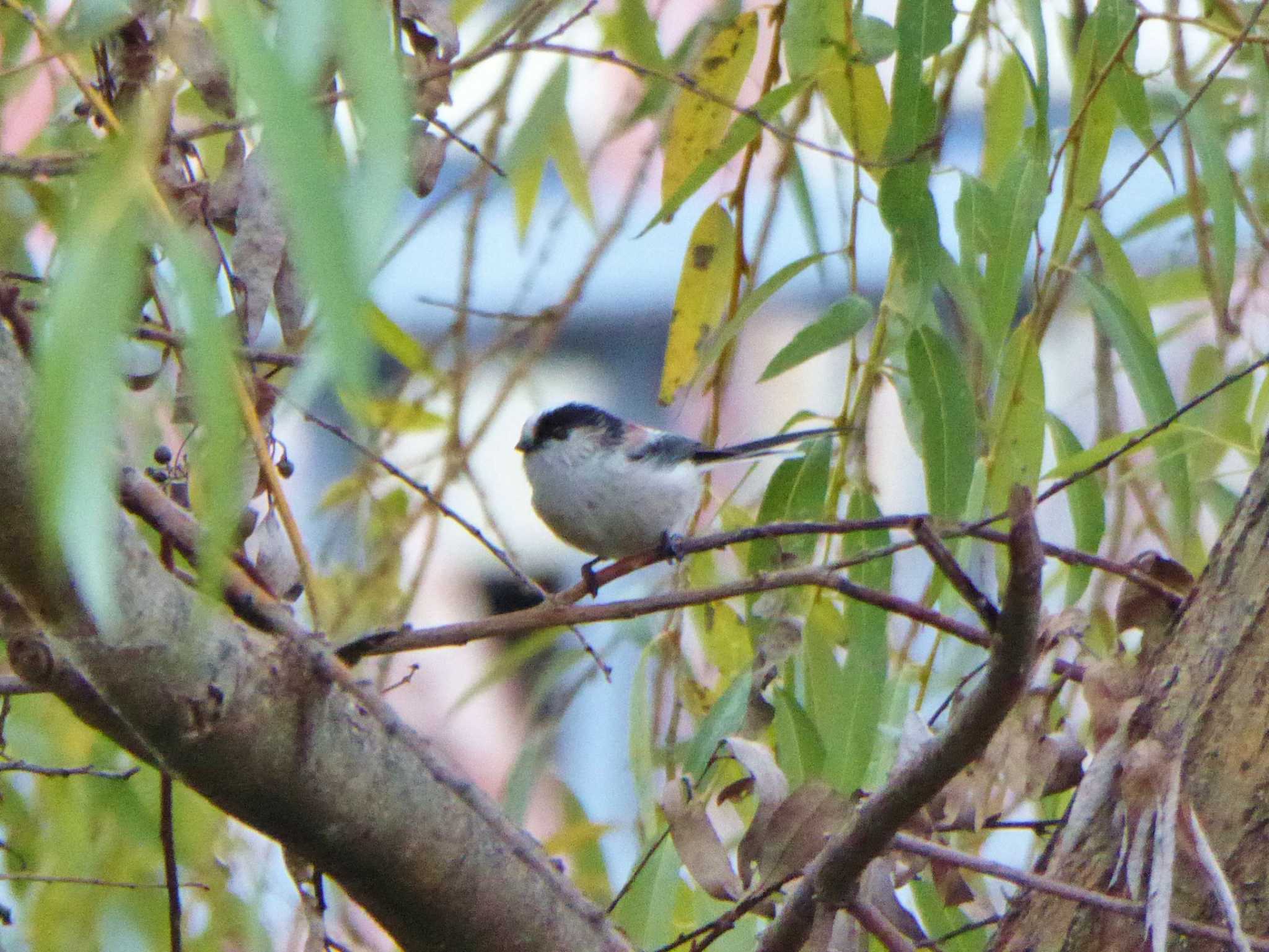 Photo of Long-tailed Tit at 淀川河川公園 by Toshihiro Yamaguchi