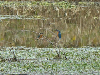 2023年12月3日(日) 淀川河川公園の野鳥観察記録