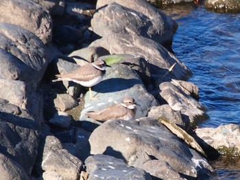 Long-billed Plover 境川遊水地公園 Sat, 12/2/2023