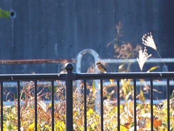 Bull-headed Shrike 境川遊水地公園 Sat, 12/2/2023