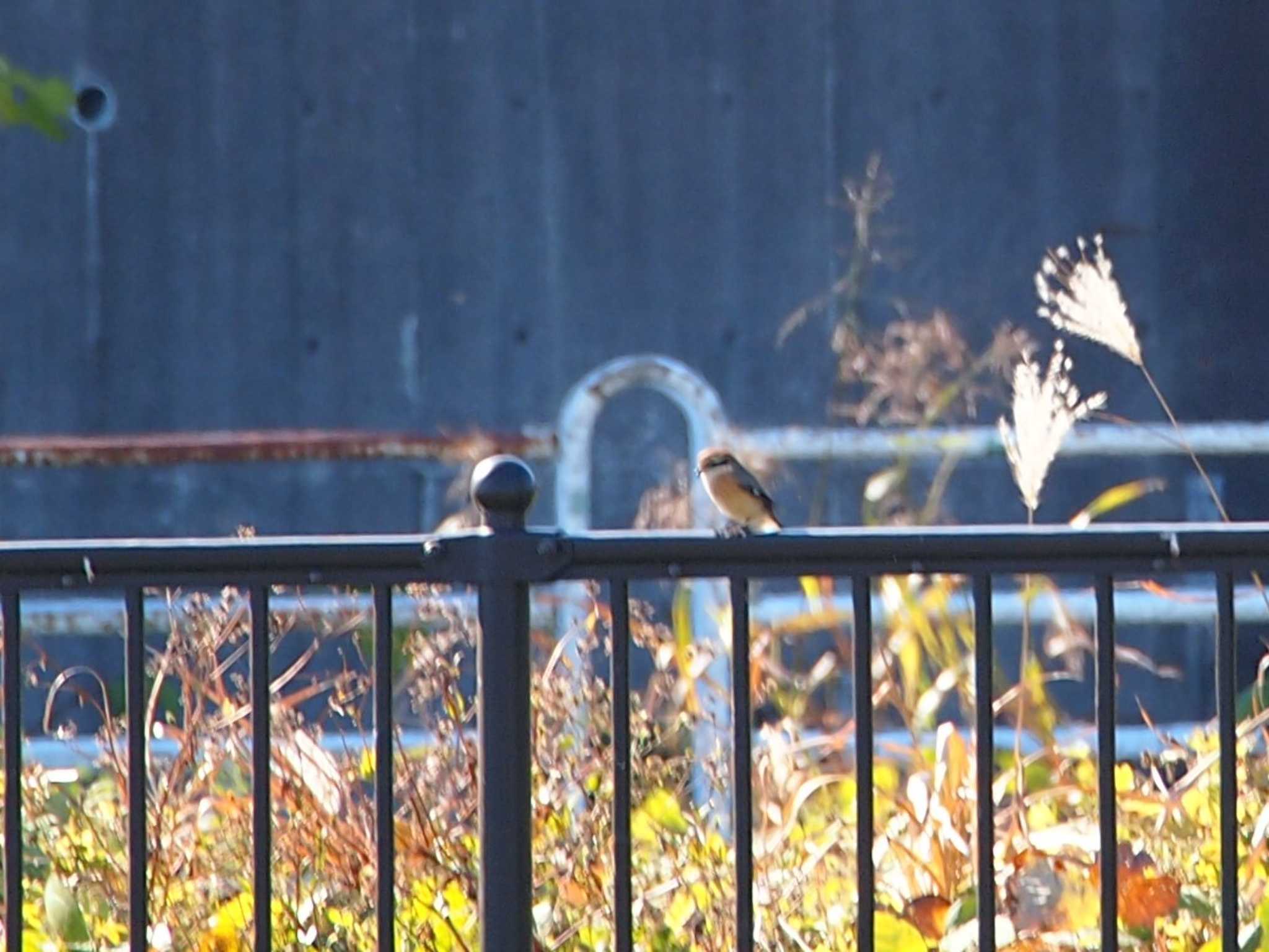 Photo of Bull-headed Shrike at 境川遊水地公園 by 塩昆布長