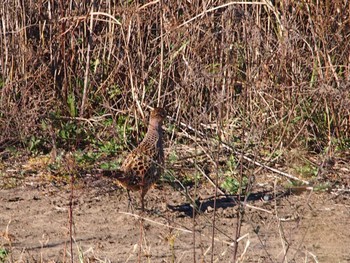 Green Pheasant 境川遊水地公園 Sat, 12/2/2023