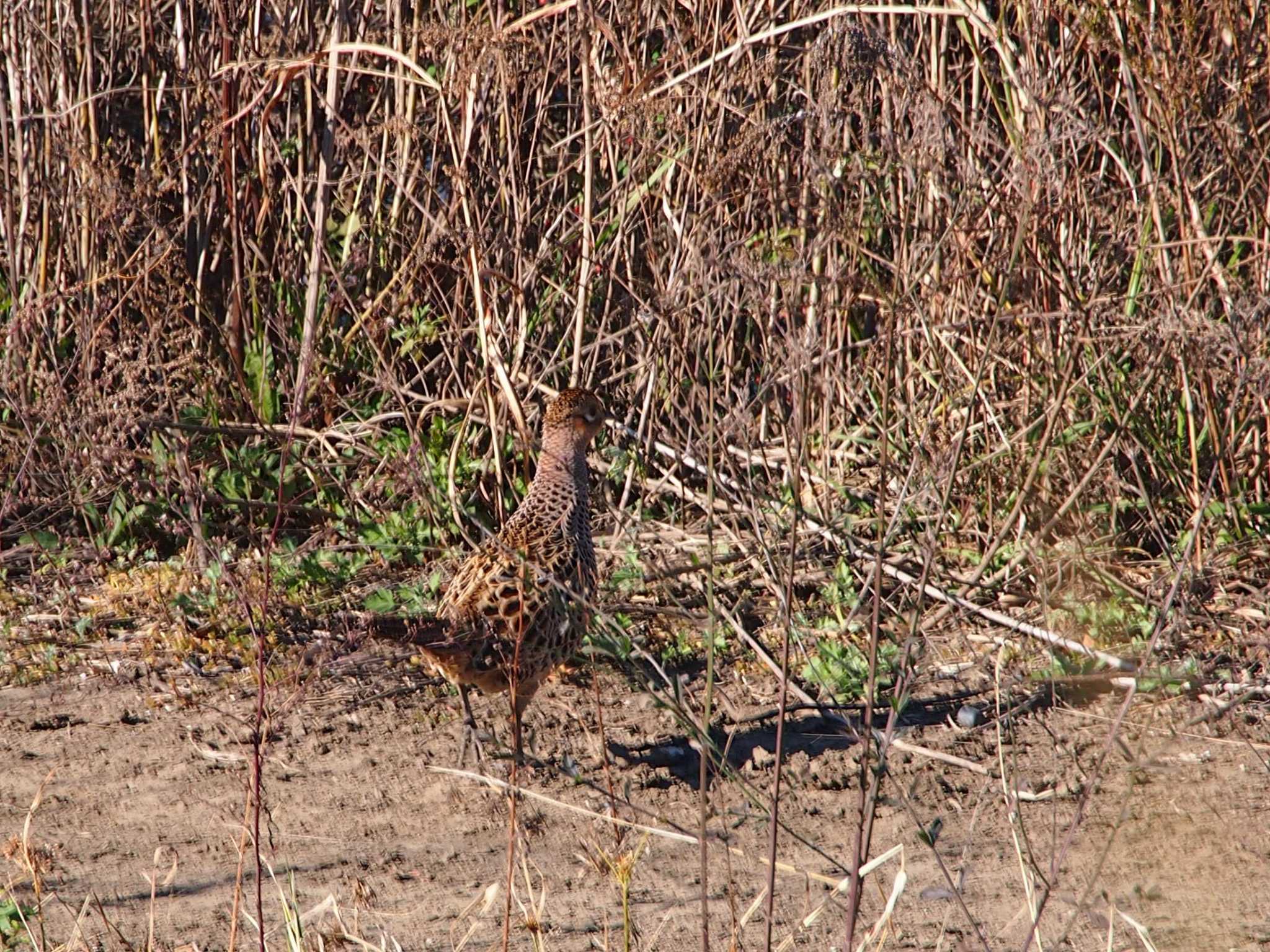 Photo of Green Pheasant at 境川遊水地公園 by 塩昆布長