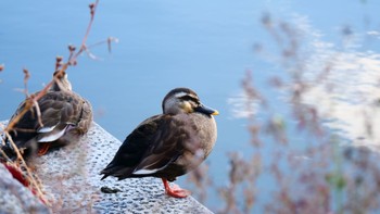 Eastern Spot-billed Duck Osaka castle park Sat, 12/2/2023