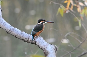 Common Kingfisher 善福寺公園 Fri, 11/3/2023