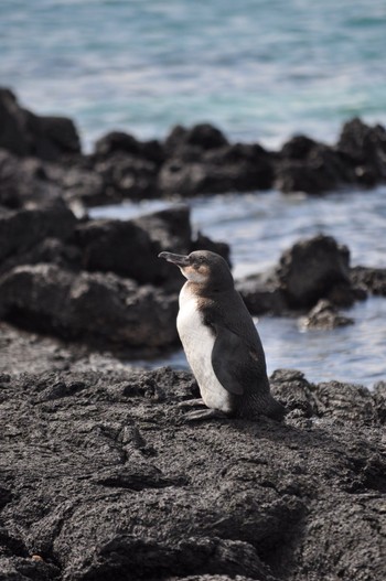 Galapagos Penguin Galapagos Islands(Ecuador) Fri, 6/24/2011