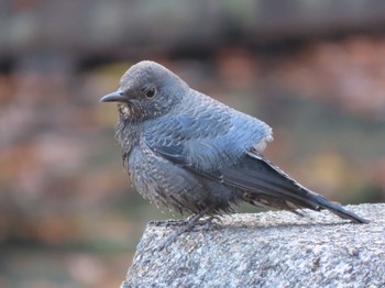 Blue Rock Thrush 生駒山 Sun, 12/3/2023