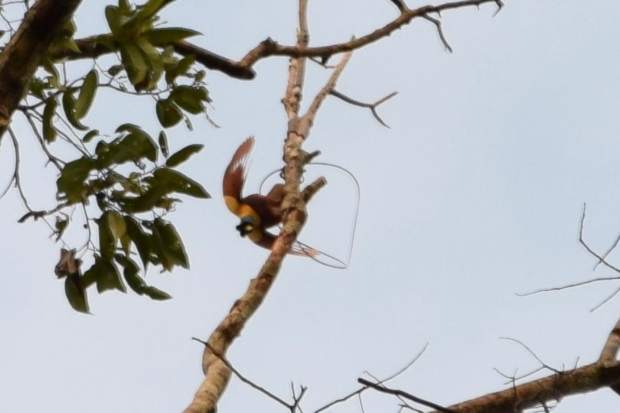 Photo of Red Bird-of-paradise at ラジャアンパット, 西パプア島, インドネシア by dtaniwaki