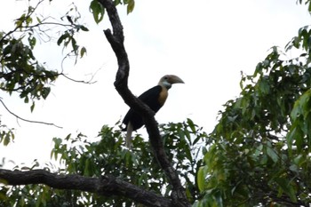 Blyth's Hornbill ラジャアンパット, 西パプア島, インドネシア Sat, 3/25/2017