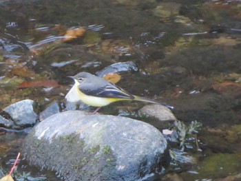 Grey Wagtail Unknown Spots Sun, 12/3/2023
