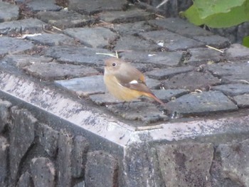 Daurian Redstart Unknown Spots Sun, 12/3/2023