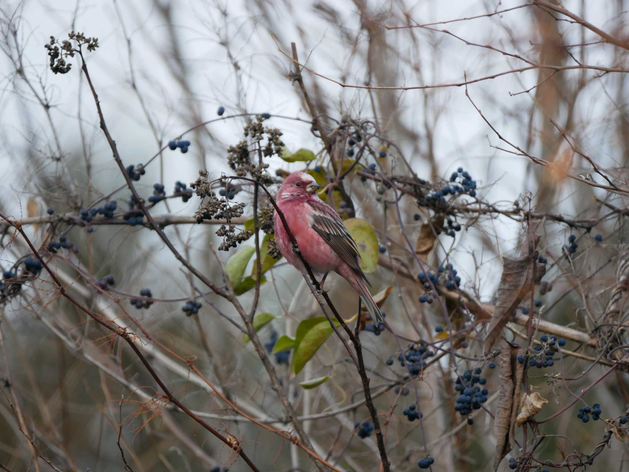 Photo of Pallas's Rosefinch at 岡谷林道 by 益子オオマシコ