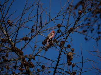 Pallas's Rosefinch 岡谷林道 Sun, 12/3/2023