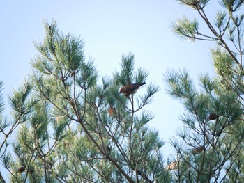 Red Crossbill 岡谷林道 Sun, 12/3/2023