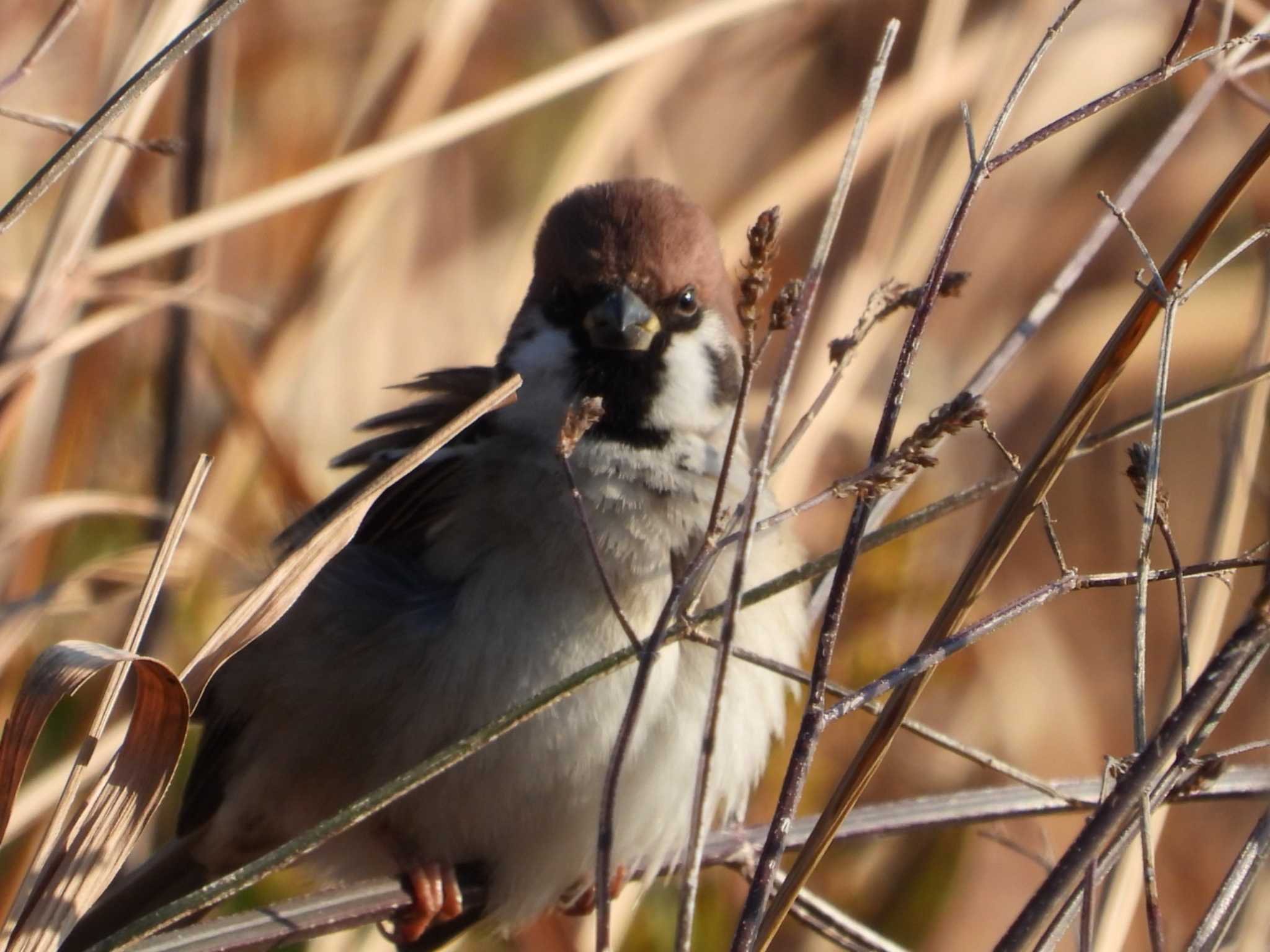 Photo of Eurasian Tree Sparrow at 岡山市百間川 by タケ