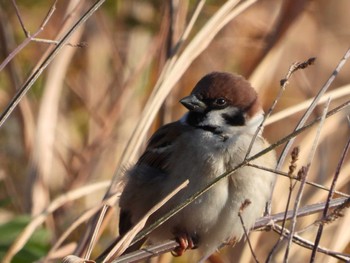 Eurasian Tree Sparrow 岡山百間川 Sun, 12/3/2023