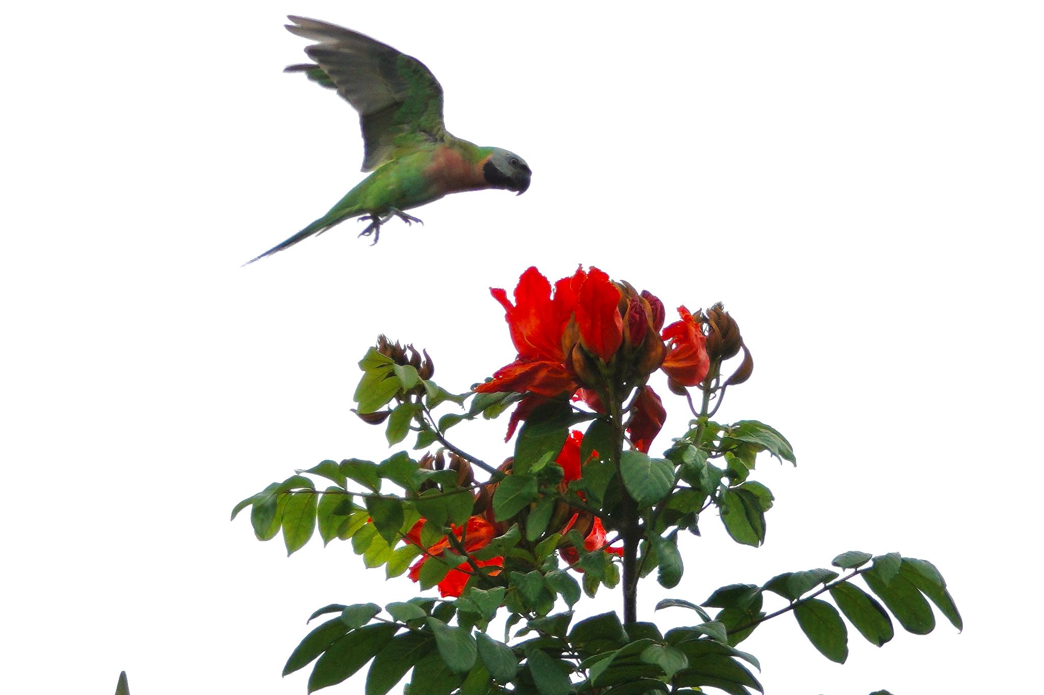 Photo of Red-breasted Parakeet at Sungei Buloh Wetland Reserve by のどか