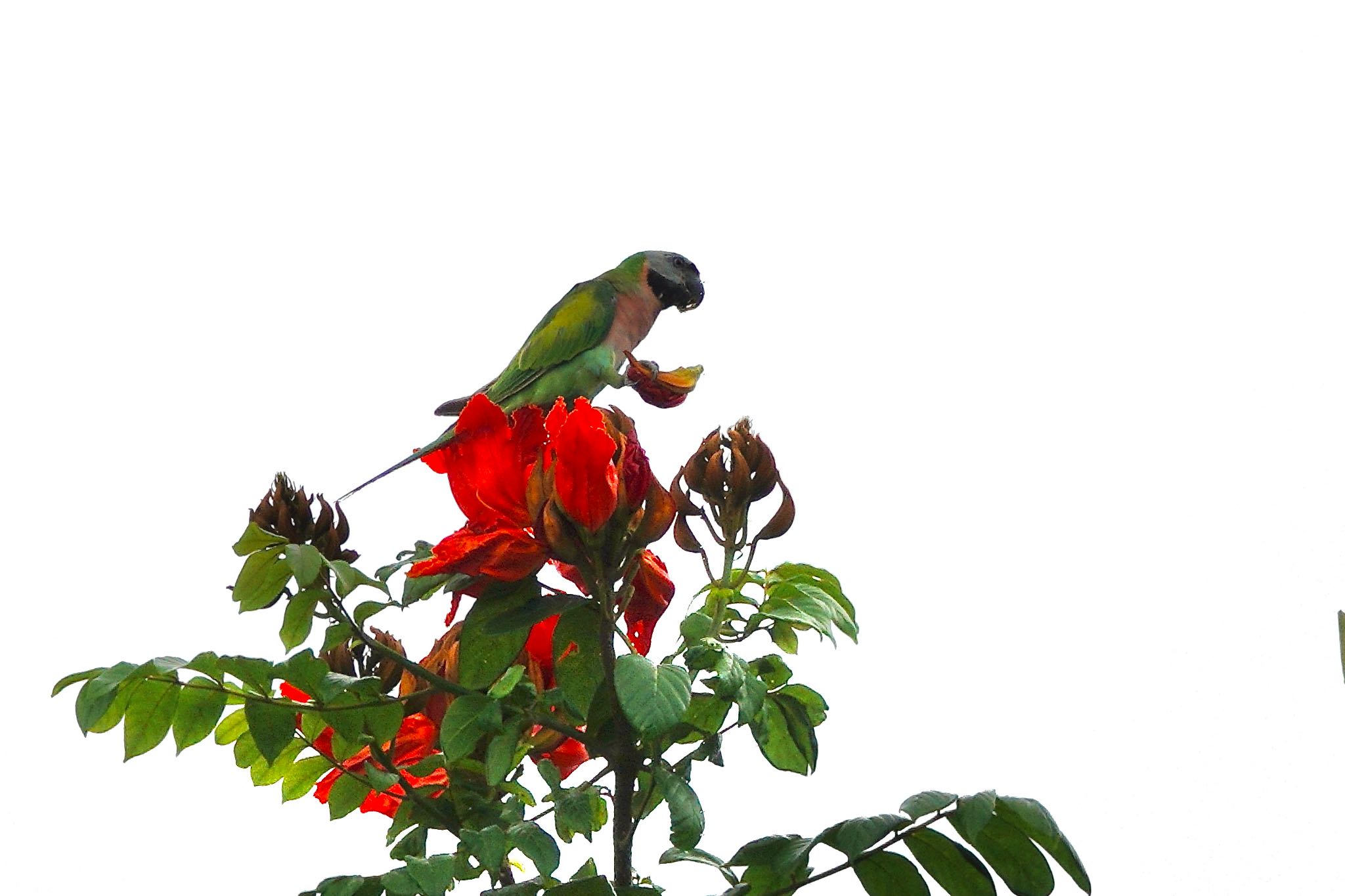 Red-breasted Parakeet