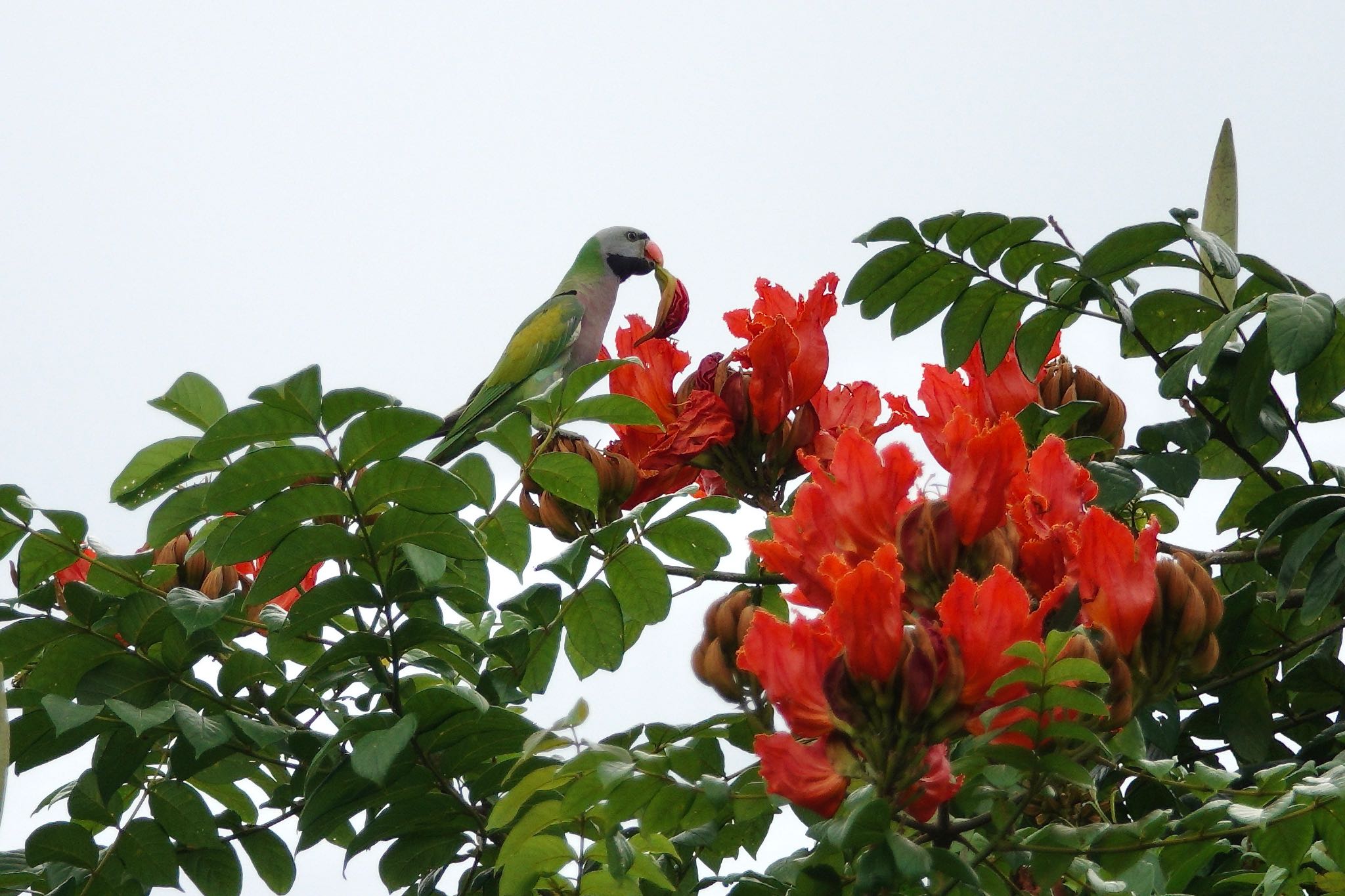 Photo of Red-breasted Parakeet at Sungei Buloh Wetland Reserve by のどか