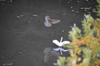 Eurasian Goshawk 恩智川治水緑地 Sun, 12/3/2023