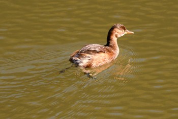 2023年12月3日(日) 三ツ池公園(横浜市鶴見区)の野鳥観察記録