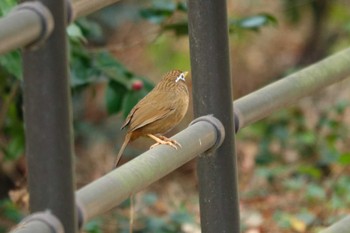 ガビチョウ 三ツ池公園(横浜市鶴見区) 2023年12月3日(日)