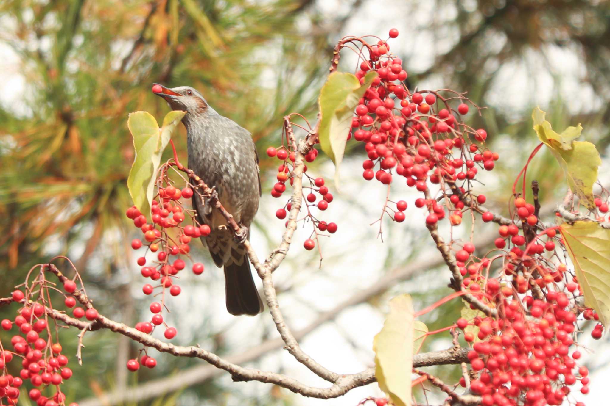 Brown-eared Bulbul