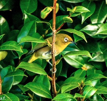 Warbling White-eye 町田市 Tue, 11/21/2023