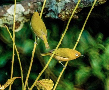 Warbling White-eye 町田市 Tue, 11/21/2023