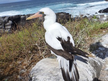 Nazca Booby Galapagos Islands(Ecuador) Mon, 6/20/2011