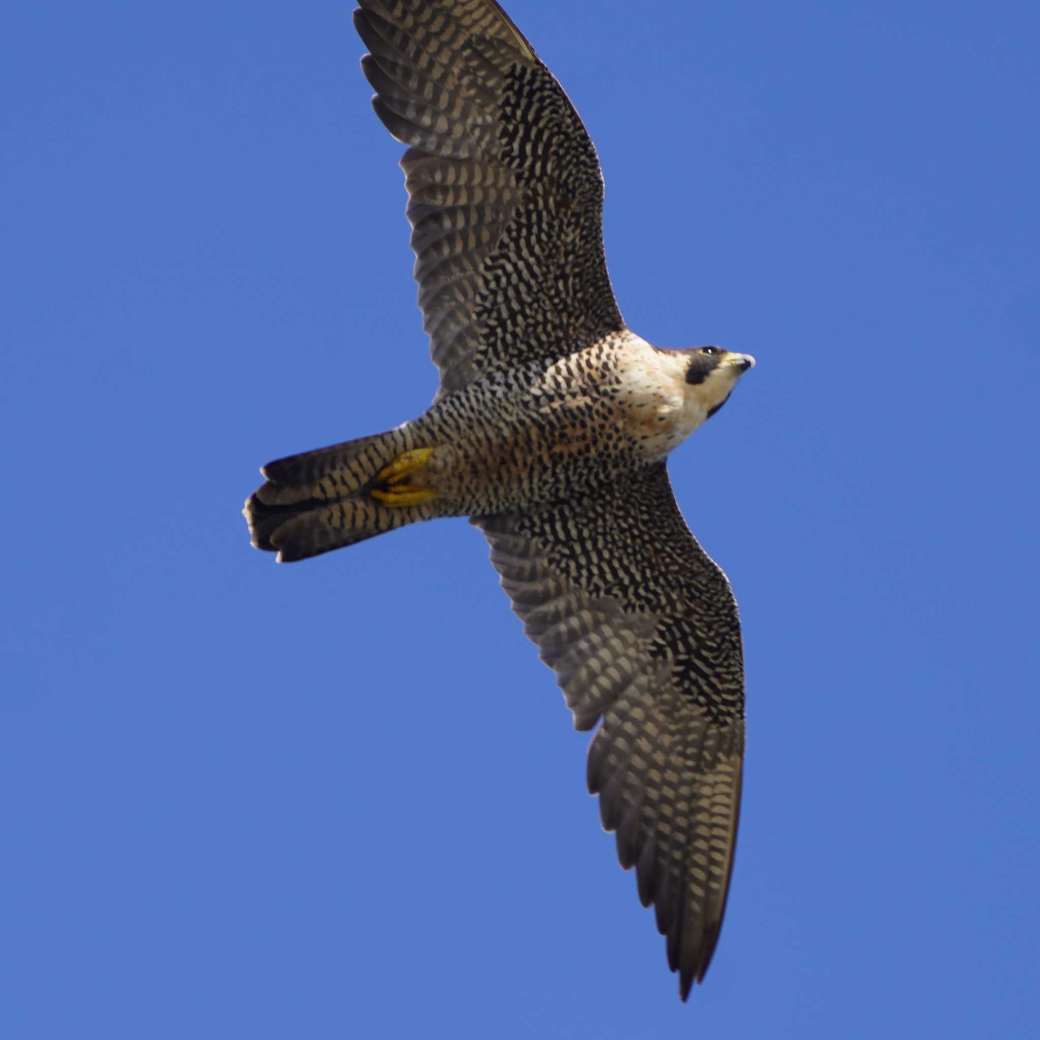 Photo of Peregrine Falcon at  by misa X