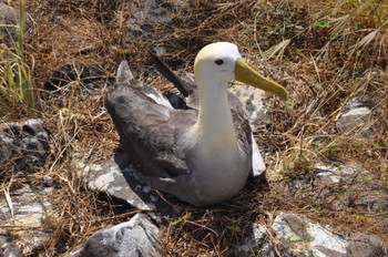 Waved Albatross