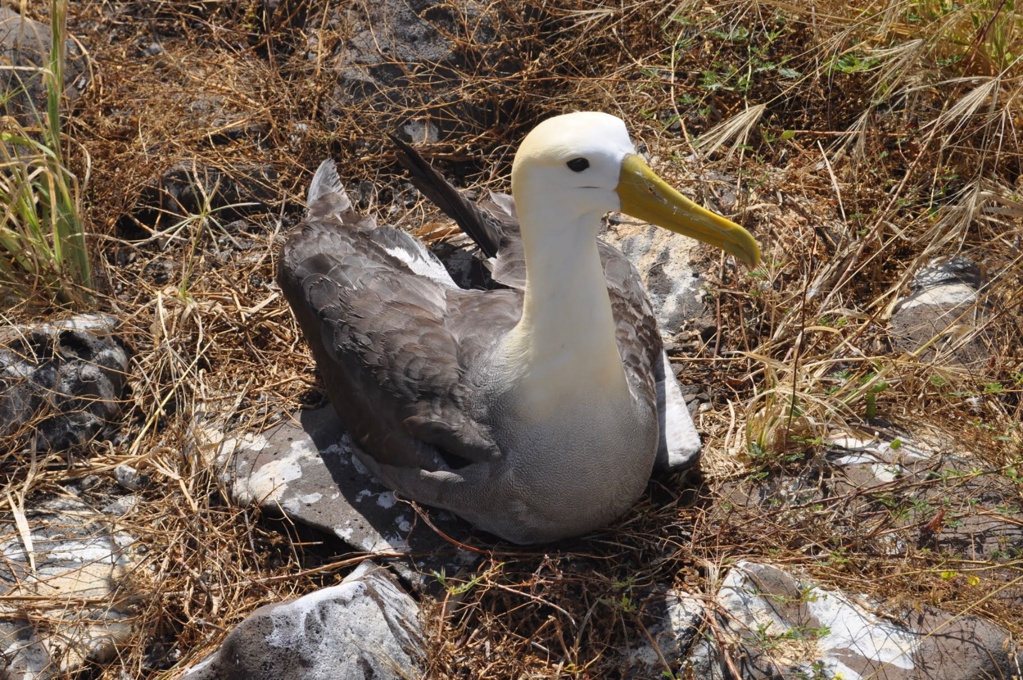 Galapagos Islands(Ecuador) ガラパゴスアホウドリの写真 by dtaniwaki