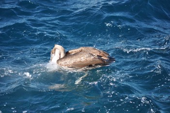 カッショクペリカン Galapagos Islands(Ecuador) 2011年6月22日(水)