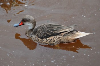 White-cheeked Pintail Galapagos Islands(Ecuador) Fri, 6/24/2011