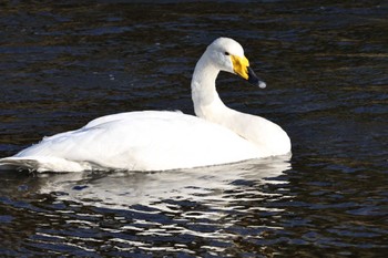 Whooper Swan 馬込川 Sun, 12/3/2023