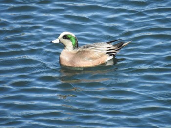 2023年12月3日(日) 相模大堰の野鳥観察記録