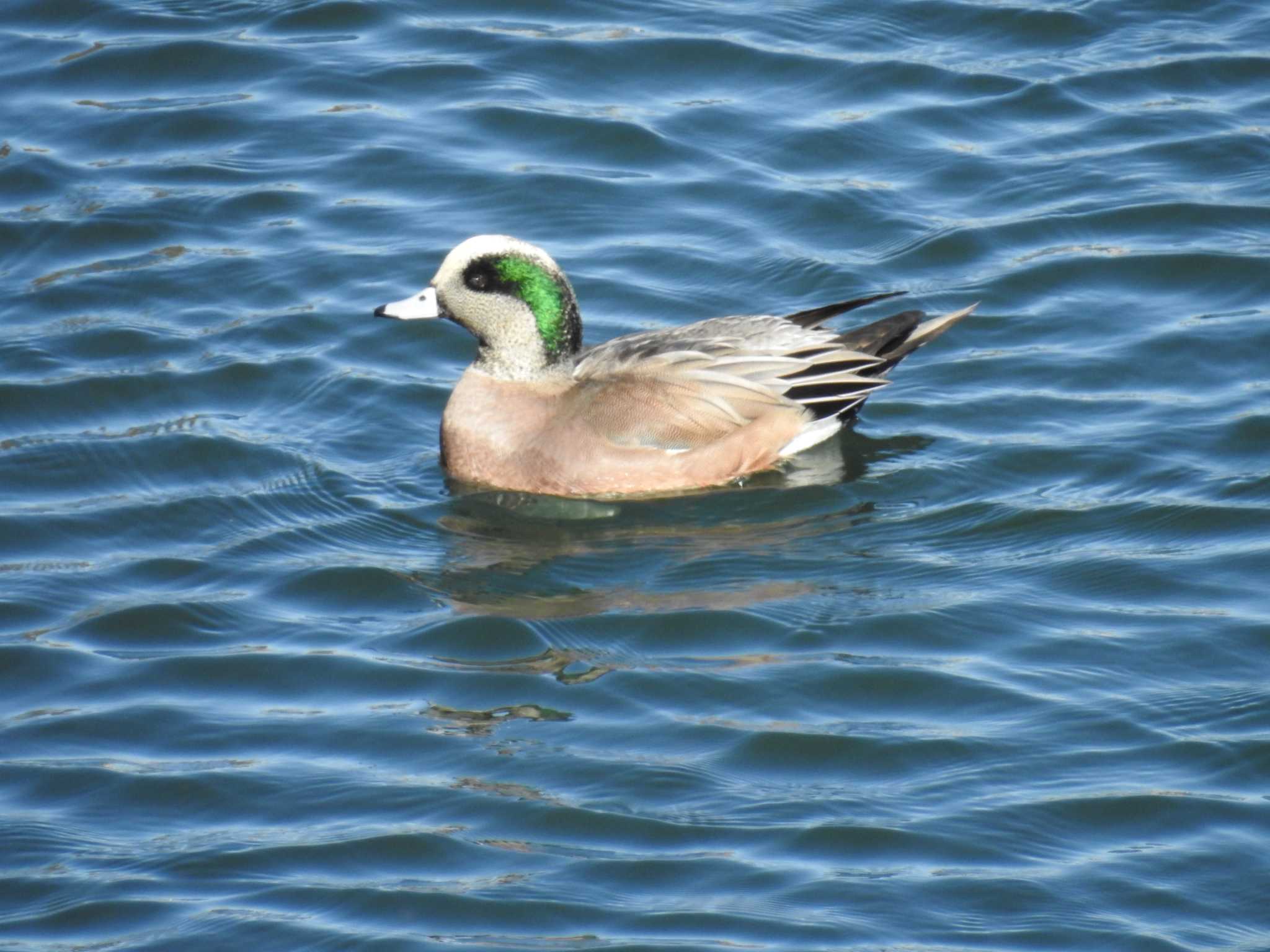 American Wigeon